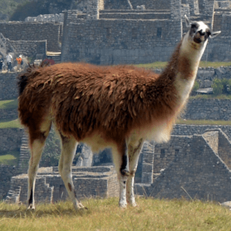 Bmeyers Bennet Meyers Github - Download Creative Vintage Pattern | Ultra HD