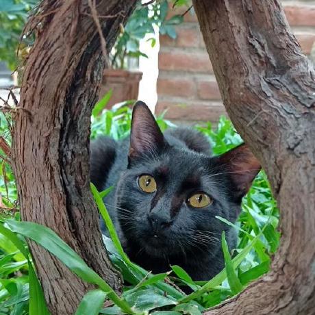 Oconsl Ocón Santiago Luis Github