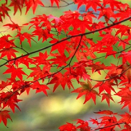 Rithika Karuna Rithika Github - Premium Sunset Wallpaper Gallery - HD