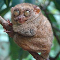 Ppontes Pedro Pontes Github - Best Vintage Textures in HD