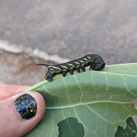 Github Caterpillar Coevolution Datura Wrightii Genome Project - Light Images - Beautiful Mobile Collection