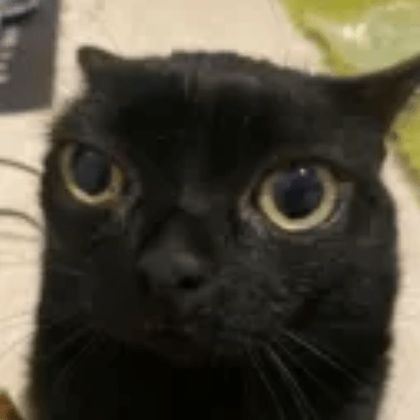 Nzael Github - Download Classic Ocean Illustration | Desktop