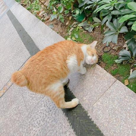 Github Tachibanayoshino Animegan A Tensorflow Implementation Of - Premium Gradient Image Gallery - Ultra HD