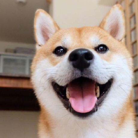 Github Wsmdyj Element Plus Schema Form A Vue3 Component For Building - Best Sunset Photos in 8K