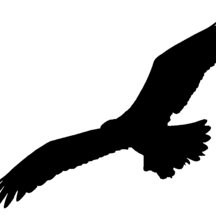 Osprey Studio Github - Landscape Pattern Collection - 8K Quality