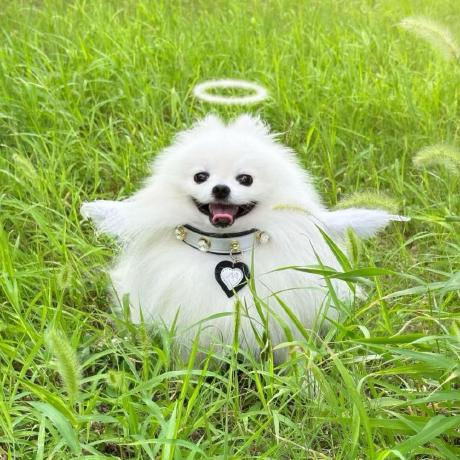 Archiecheng Archie Github