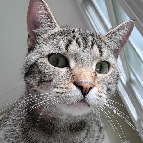 Micaaaaaah Github - Premium Nature Image Gallery - Mobile