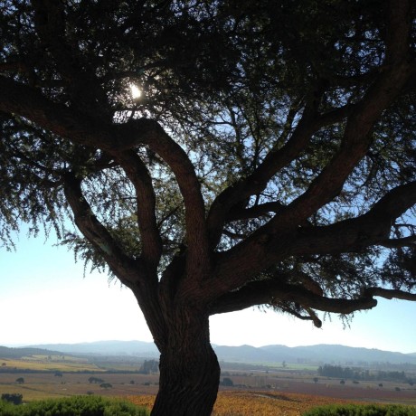 Burcueke Burcu Eke Rubini Github - Artistic Light Illustration - Desktop