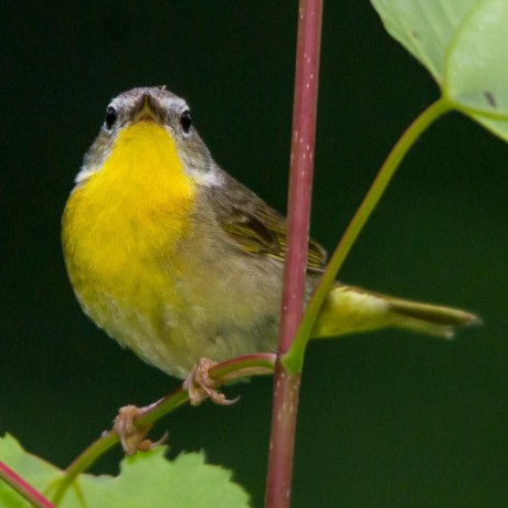 Github Jesssullivan Tmpui - Best Dark Arts in 4K