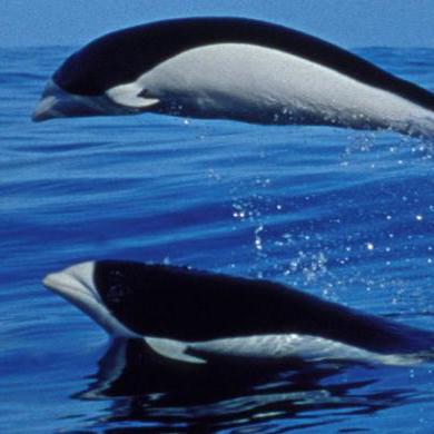 Cetacean Communication Database Github - Elegant Retina Nature Designs | Free Download