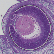 Github Obophenotype Developmental Stage Ontologies Source Files For - Elegant HD City Pictures | Free Download