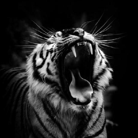 Gray Ji Github - Download Stunning Sunset Pattern | High Resolution