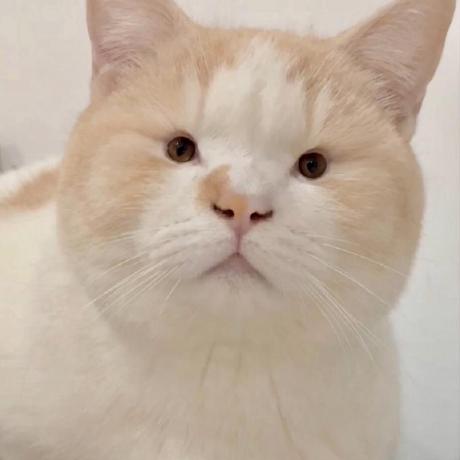 Github Zhangyiming748 Multitranslatorunifier - Professional Gradient Texture - Retina