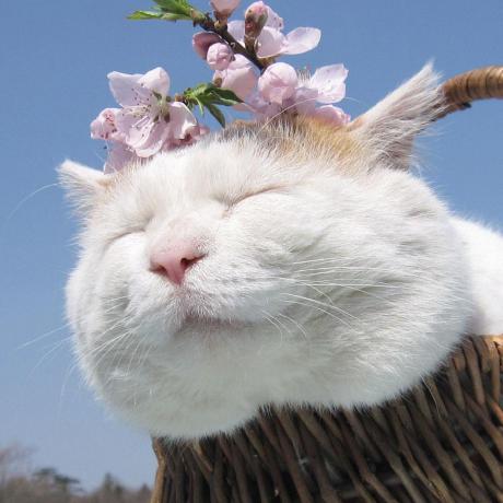 D Jingle Github - Best Gradient Arts in Mobile