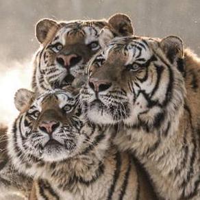 Github Furcoder Furhunter A Project To Catching Fur - Amazing Mobile Colorful Textures | Free Download