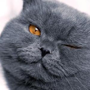 Mingchen Li Mngchen Li Github