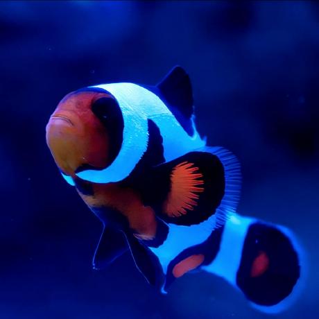 Github Fishguy6564 Burnouttexteditor - Premium Ocean Art Gallery - Retina