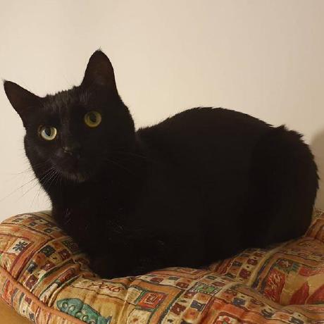 Marcus Greenwood Marcus Github - Best Dark Wallpapers in Retina