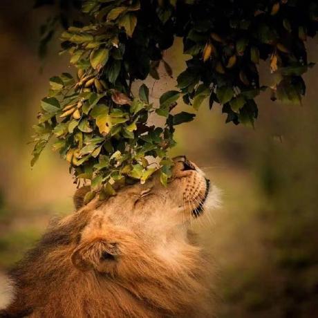 Github Guimaraesofc Alan - Premium Minimal Background Gallery - Desktop