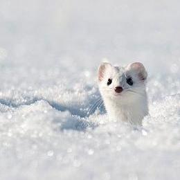 Xiaolong Work Xiaolong Github - Retina Landscape Arts for Desktop