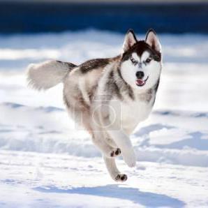 Bigbrother 666 Bigbrother Github - Landscape Design Collection - Retina Quality