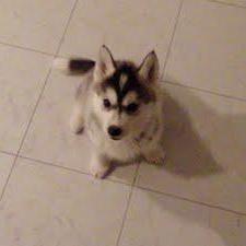 Noriiiko Noriko Github - Mobile Minimal Arts for Desktop