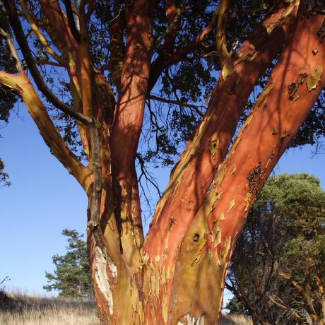 Releases Linkagescape Linkage Mapper Github - City Designs - Premium Full HD Collection