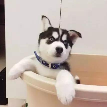 Github Aircwt Project Template - Best Gradient Arts in Desktop