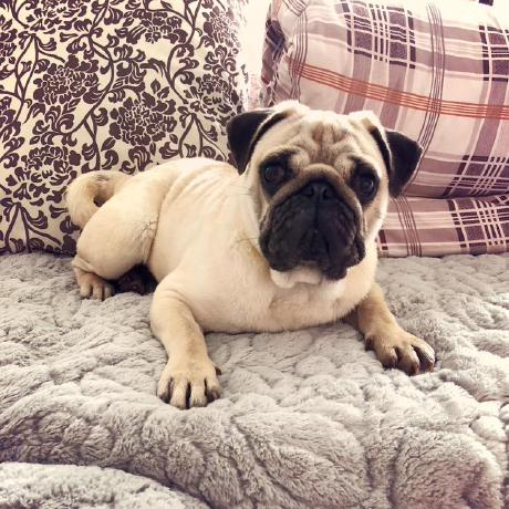 Github Dogtiti Next Pro Lowcode Materials - Colorful Wallpapers - Ultra HD Retina Collection