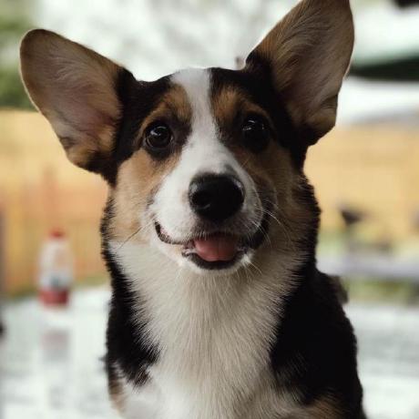 Triton Ascend Triton Ascend Atomgit Gitcode - Incredible Desktop Nature Patterns | Free Download