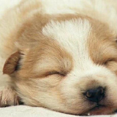 Bigpig Bro Bigpigbro Github - Best Gradient Photos in HD