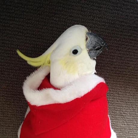 Github Camilagrob Wally Project - Nature Patterns - Premium Full HD Collection