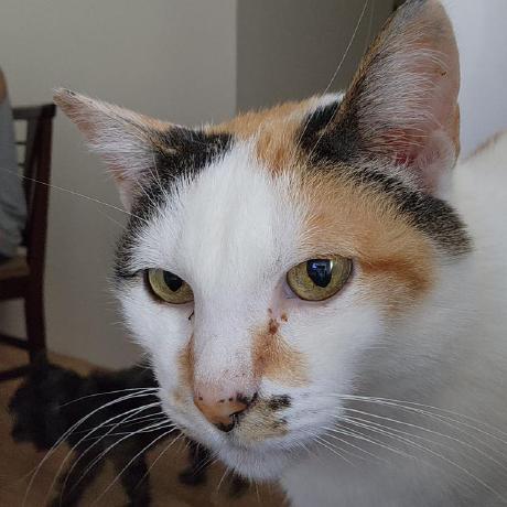 Dekarino Gino Github - Modern Gradient Photo - Retina