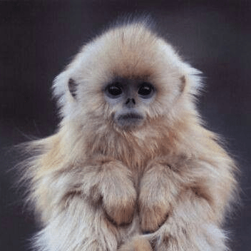 Github Ninmonkey Typewriter Make Those Types Count A Collection Of - Space Wallpaper Collection - Mobile Quality