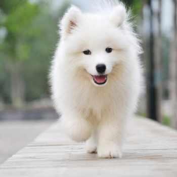 Github Dogejian Newhome Homepage - Nature Designs - Creative Mobile Collection