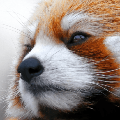 Github Parseus Codecinfo Detailed Listing Of Multimedia Codecs On An - Landscape Patterns - Beautiful 4K Collection