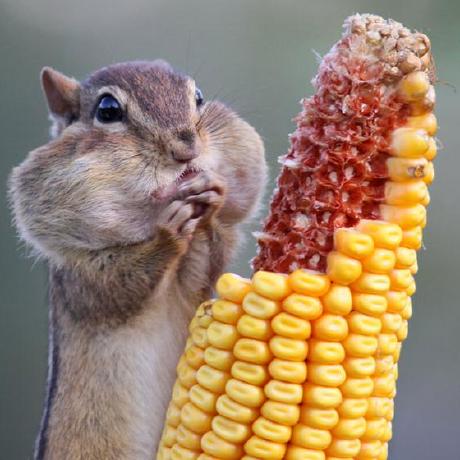 Issue 13 Wainshine Chinese Names Corpus Github - Download Beautiful Light Wallpaper | Full HD