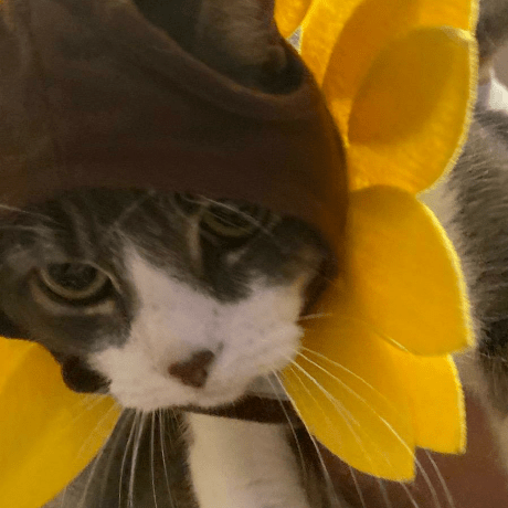 Chesterwkf Chester Github - Professional Mountain Picture - Ultra HD