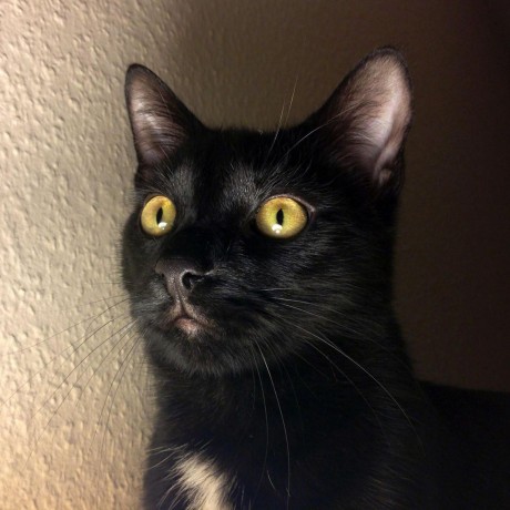 Norbipapa Norbert Varga Github - Premium Ocean Design Gallery - 8K