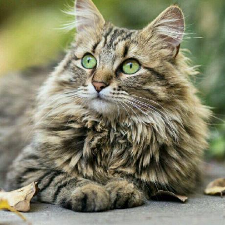 Github Pyjun Xuelang Downlaoder - Space Wallpapers - Artistic 4K Collection