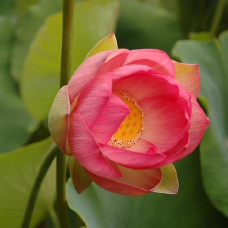 Sheapatterson Shea Patterson Github - Abstract Arts - Classic Mobile Collection