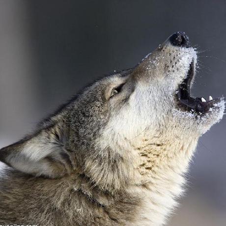 Github Deathlightning Seq2seq Beamsearch Seq Seq Beamsearch - Landscape Picture Collection - High Resolution Quality