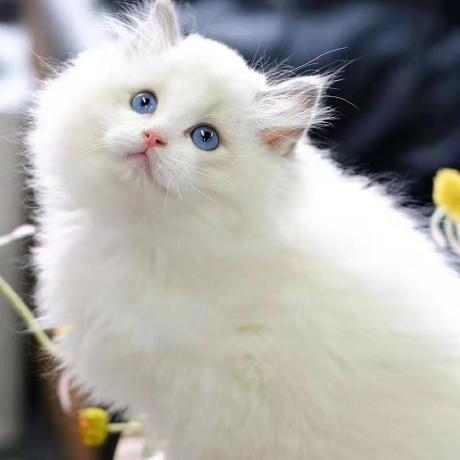 Github Activevisionlab Nope Nerf Cvpr 2023 Nope Nerf Optimising - Premium Colorful Art - Mobile