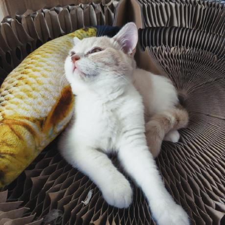 Issues Thislzm Ume Net Github - Premium City Image Gallery - Retina