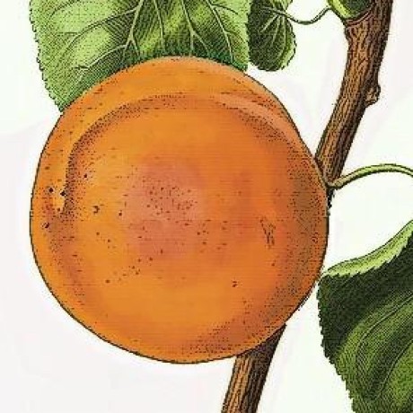 Apricot 117 Github - Ultra HD Sunset Wallpapers for Desktop