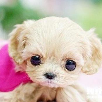 Md At Main Ritianpig Github - Incredible 8K City Photos | Free Download