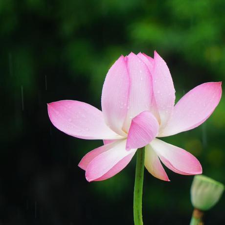 Github Leefsir Triplet Extraction - Colorful Art Collection - HD Quality