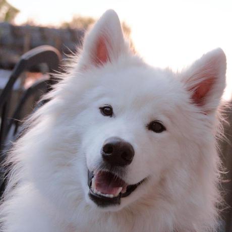 Eric6669 He Xing Github - Best Ocean Patterns in Mobile