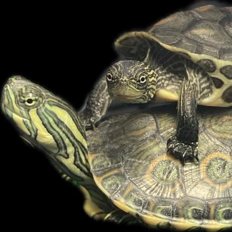 Ozyx Jesse Mazzella Github - Premium Sunset Picture Gallery - Mobile