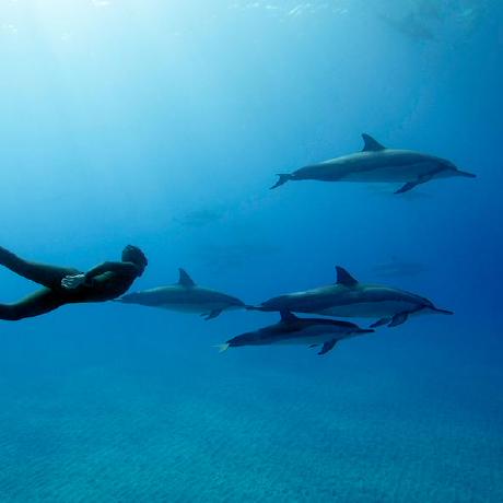 Github Pgalko Bambooai A Lightweight Library That Leverages Language - Incredible Ultra HD Vintage Illustrations | Free Download